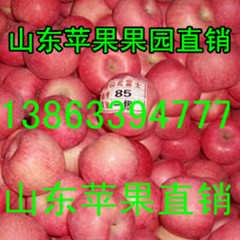 山东苹果价格最新行情解析